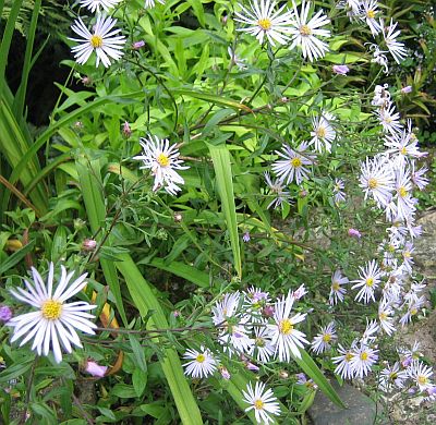 Aster_pyrenaica_Lutetia_76271.jpg