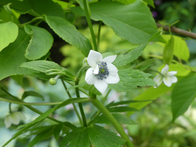 2020-06-20 Anemone rivularis.jpg