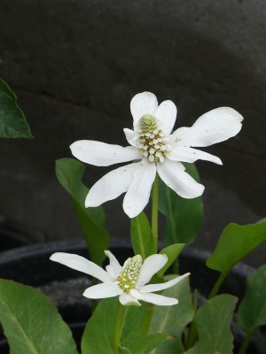 2020-06-20 Anemopsis californica.jpg