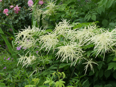2020-06-20 Aruncus.jpg