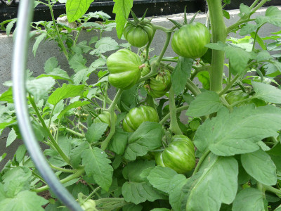 2020-06-20 Tomaten 'Black and Red Boar'.jpg