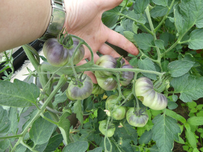 2020-06-20 Tomaten 'Lucid Gem'.jpg