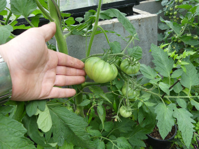 2020-06-20 Tomaten 'Yoder's German Yellow'.jpg