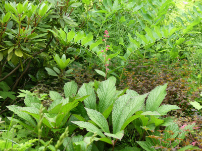 2020-06-20 Rodgersia 'Bronce Peacock' 1.jpg