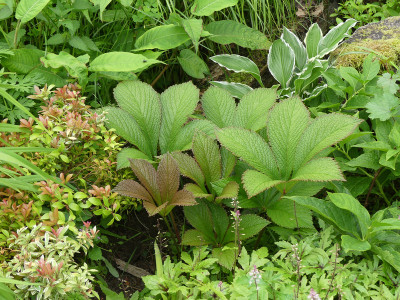 2020-06-20 Rodgersia 'Crug Cardinal' 1.jpg