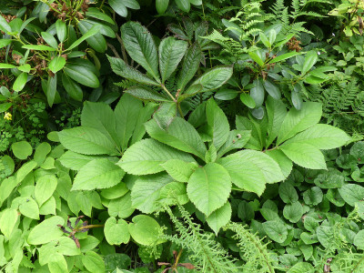 2020-06-20 Rodgersia 'Gilgamesch' 1.jpg