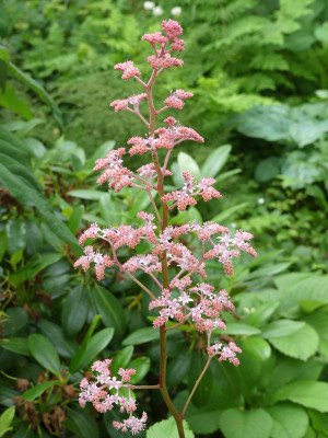 2020-06-20 Rodgersia 'Roter Kaiser' 3.jpg