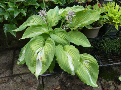 2020-06-20 Hosta 'Warpaint'.jpg