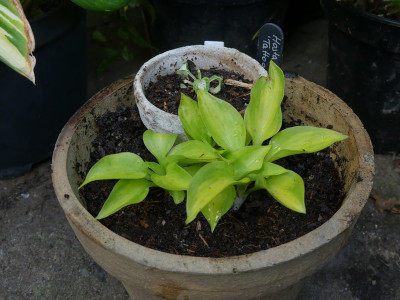 2020-06-20 Hosta 'Tattoo'.jpg