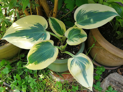 Great_Escape_20200508_150829.jpg