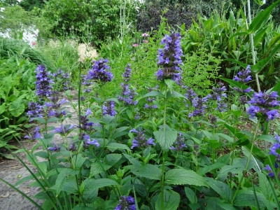 Nepeta kubanica Juni 2020.JPG