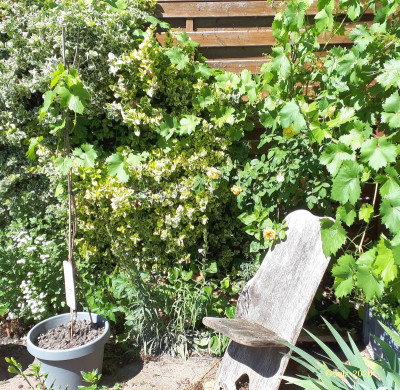Euonymuswand 2020.jpg