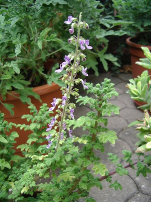 Ibozea_sp..JPG