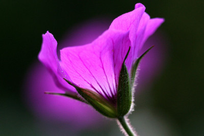 Geranium-psil.-Samling-1.jpg