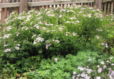 Aster_ageratoides_kl.jpg