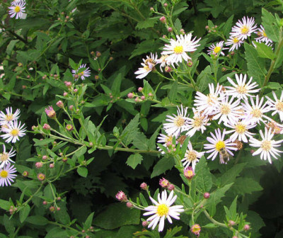 Aster_ageratoides_bluete_kl2.jpg