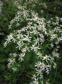 Aster_1.jpg