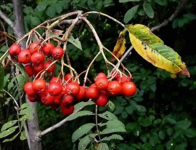 75-Sorbus-aucuparia--Rosina-.jpg