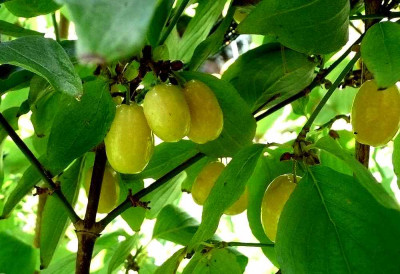 75-Cornus-mas-Flava.jpg