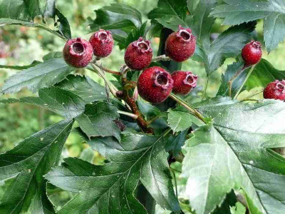 75-Crataegus-pinnatifida-major.jpg