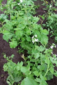 tomaten_und_groente_030.jpg