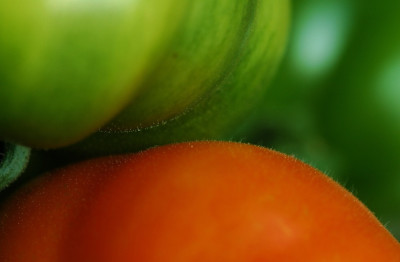 Tomaten_1_25-08-2007.jpg