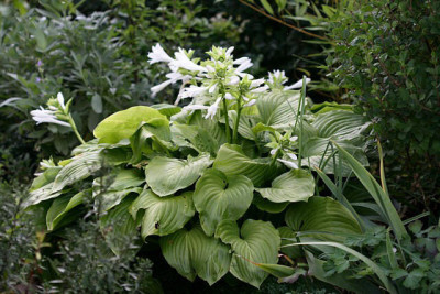 St_Hosta280807.jpg