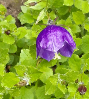 campanula.jpg