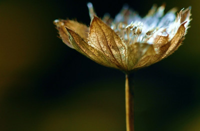 Astrantia_Major_1_25-08-2007.jpg
