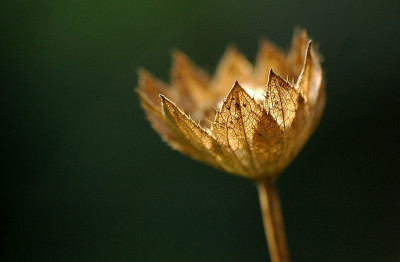 Astrantia_Major_2_25-08-2007.jpg