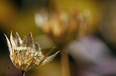Astrantia_Major_3_25-08-2007.jpg