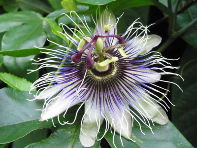 passiflora_hybride_saphire.jpg