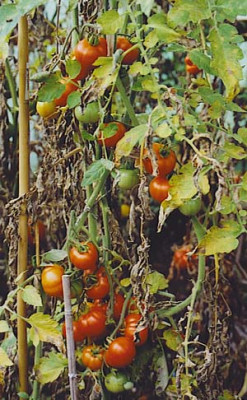 Lagertomate.jpg