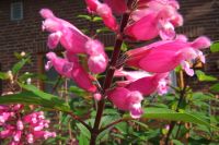 bloemen_170.jpg