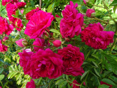 DSC08539.JPG