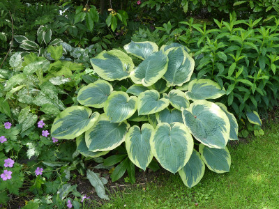 2020-06-21 Hosta 'American Halo'.jpg