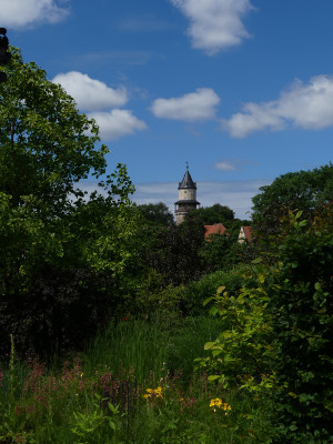 2020-06-21 Gartenimpressionen 1.jpg