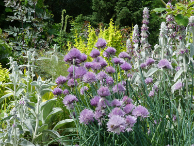 2020-06-21 Gartenimpressionen 3.jpg