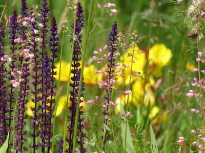 2020-06-21 Gartenimpressionen 4.jpg