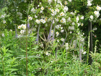 2020-06-21 Veronicastrum 'Temptation.jpg