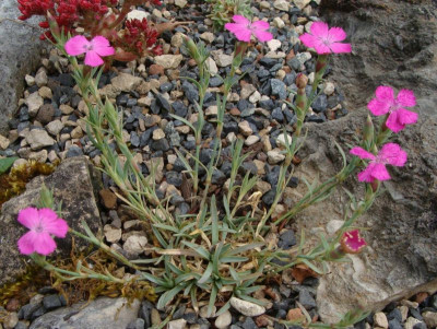 Dianthus haematocalyx v ventricosa20.jpg