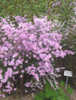 Aster_hybride_pinkStar_kl.jpg