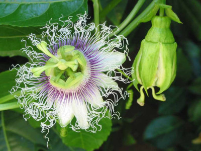 passiflora_edulis_saemling.jpg