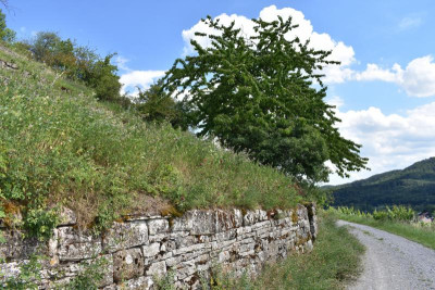 Geigersberg Juni20 026.JPG