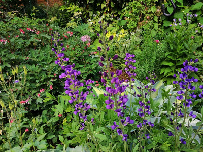 Baptisia_australis_20200604_092827.jpg