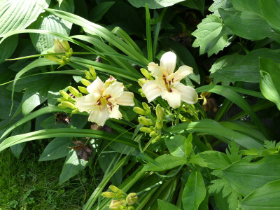 2020-06-21 Hemerocallis 'Pandora's Box'.jpg