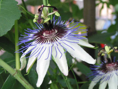 passiflora_amethyst_x_caerulea_saemling_1.jpg