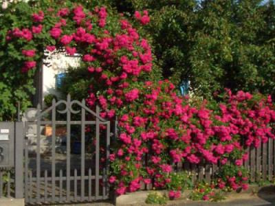 Rosenbogen blühend-500.jpg