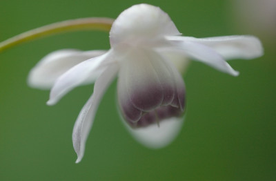 Anemonophsis_Macrophylla_1_25-08-2007.jpg