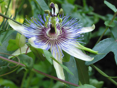 passiflora_amethyst_x_caerulea_saemling_2.jpg